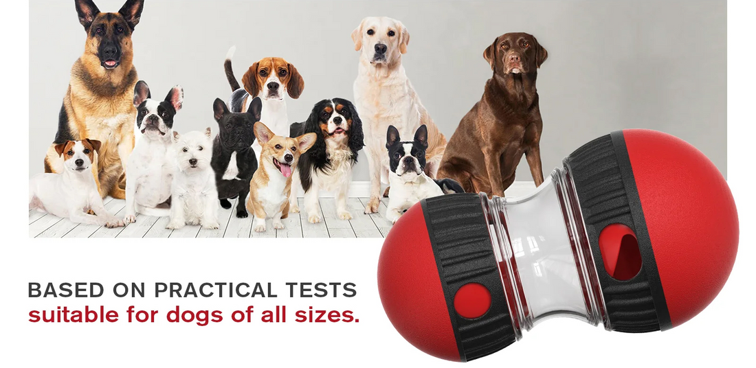 pet accessories and toys